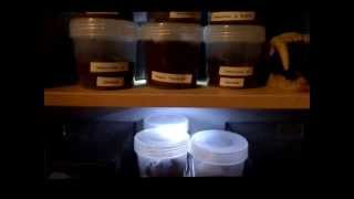 Spider collection "Invertopia" Tarantula Room * Invert Collection * AKA "Lotz a Legs"
