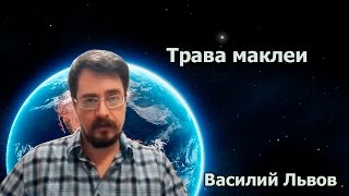 Трава маклеи