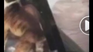 Панин с собакой БЕЗ СМС И РЕГИСТРАЦИИ! (смотрите пока ютуб не удалил :D)