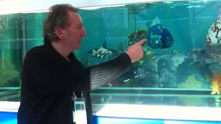 Die Roboter-Fische im Olympia-Pressezentrum