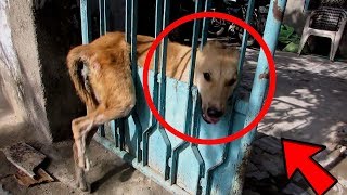 4 СЛУЧАЯ СПАСЕНИЯ ЖИВОТНЫХ СНЯТЫХ НА КАМЕРУ