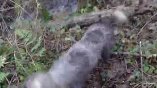 Chasse bécasse korthals le 21 décembre 2014