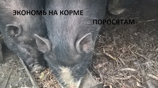 ВЬЕТНАМСКИЕ ВИСЛОБРЮХИЕ СВИНЬИ - ПРИГОТОВЛЕНИЕ КОРМА С ЦЕЛЬЮ ЭКОНОМИИ ДЕРТИ!!!!