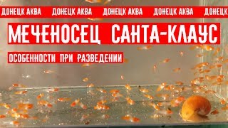совет как развести Меченосецев, Xiphophorus hellerii, Breeding Xiphophorus hellerii, Aquarium fish