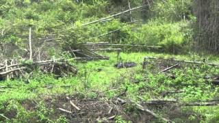 Green Routes Agraharam Resorts, Wayanad - Vulture During Natural Trial