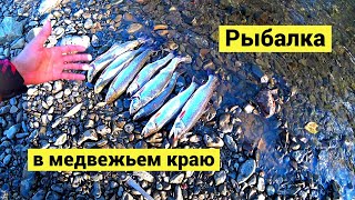 Рыбалка в медвежьем краю // Dolly Varden fishing! Bears Everywhere! (Eng Subs)