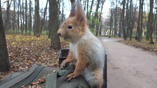 Ушастик забежал перекусить / Ushastik ran in for a snack