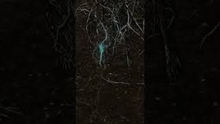 Learn about the secret world of tree roots on High Science at Weds 10pm ET on Discovery! #shorts