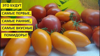 Огород. Посев томатов для теплицы будет 25 января. Для суперраннего урожая томатов!