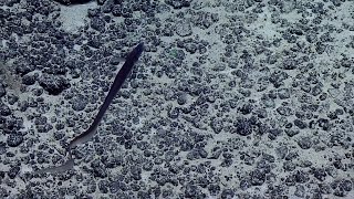 Two Cusk Eels and a Halosaur | Nautilus Live