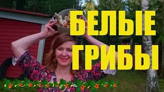 Норвежская природа: грибы в Норвегии