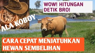 Teknik Menjatuhkan Sapi dan domba Qurban dalam Hitungan Detik