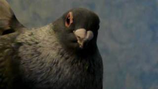 Egyptian Swifts 8