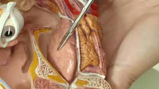 Salivary Glands, Masseter muscle & Tongue - Head Model 2