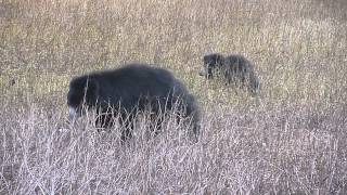 A Sloth bear mother and her cubs show just who is boss in the wild!