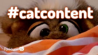 #catcontent | Katzenterror in Deutschland