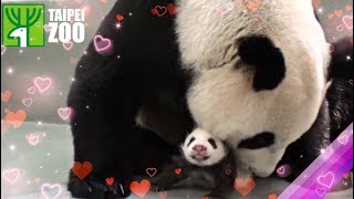 圓仔回到媽媽懷抱 Giant Panda Cub Yuan Zai Reunited with Mother Panda, Yuan Yuan (English Subtitle Available)