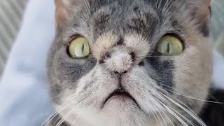 Woman adopts stray cat that nobody wanted (Willow the beautiful cat)