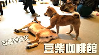 VLOG 日本東北 豆柴咖啡館→山形藏王樹冰之旅 DAY1｜YK