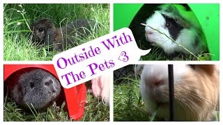 Afternoon With The Pets Vlog