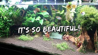 Fixing Up My Tropical Fish Tank | Vlog #744
