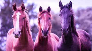 Beautiful Healing Music | 432Hz Positive Vibrations | Self Care Music | Positive Energy Cleanse