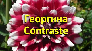 Георгина махровая Контраст. Краткий обзор, описание характеристик dáhlia variabilis Contraste
