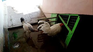 Chicken Coop || Last Video Of Our Chicken And Rooster
