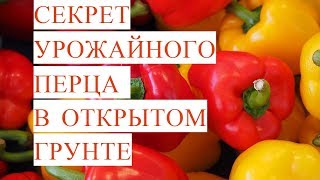 Выращивание Перца. Секрет Урожайного Перца в Открытом Грунте. (19.05.17)