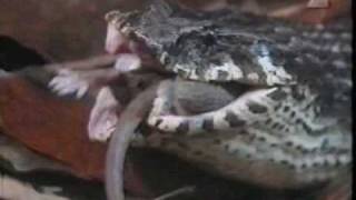 snake vore extra (rat)