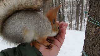 Беременная белка забежала перекусить / A pregnant squirrel ran in for a snack
