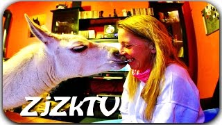 Приколы с животными №96. Fun with animals #96
