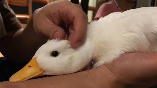 アヒルとスキンシップ。（コールダック）