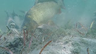 Подводные съемки ловли карпа. Как клюет карп. Утиное озеро. Underwater video of carp biting.