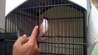 cendet NINGRAT - cendet super spesial juara