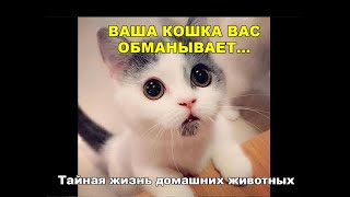 Ваша кошка вас вас обманывает. 10 удивительных фактов о кошках