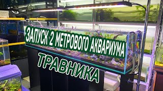 Запуск 2 метрового аквариума.  Внезапный гость из Японии