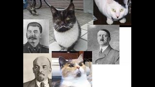 Убойный юмор про русских кошек 2015