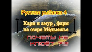 Русская рыбалка 4 .Карп и амур фарм на озере Медвежье . Почему не клюёт .