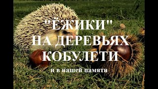 Ёжики на деревьях Кобулети Каштаны Ностальгия Аджария Грузия