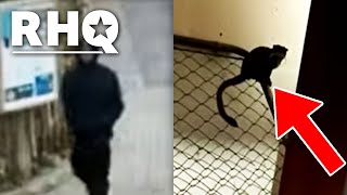 You Won't Believe What This Thief Stole From The Zoo