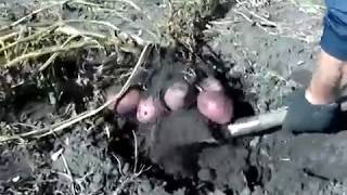Картофель Уника/Potatoes Are Unique