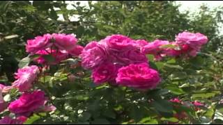 Морозостойкие розы ( Hardy roses )