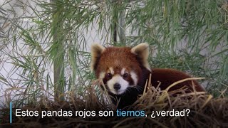 Los pandas rojos, animales perseguidos por su ternura