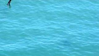 Waikiki Beach Shark #2