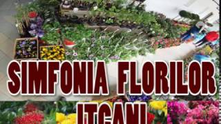 Depozit de Flori Suceava Simfonia Florilor