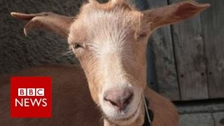 Turning goats into water: A solution for the desert - BBC News