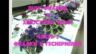 США. Шоу фиалок в Хьюстоне, Техас. Часть 2. Фиалки и геснериевые.