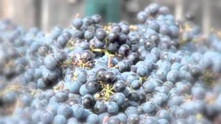 Wine tour GDT
