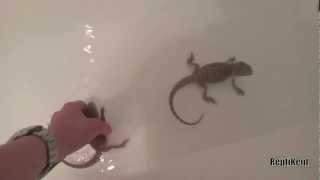 Baby Bearded Dragon Swimming (Attempt 1)